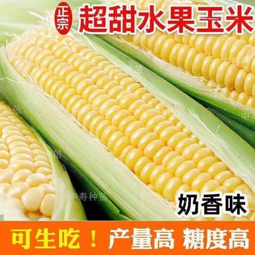 Sweet and crispy fruit corn big sticks, early maturing, fragrant and super sweet corn, eaten raw in the field for all seasons, high quality fruit corn seeds, newly planted in season - 2 packs, about 102 seeds