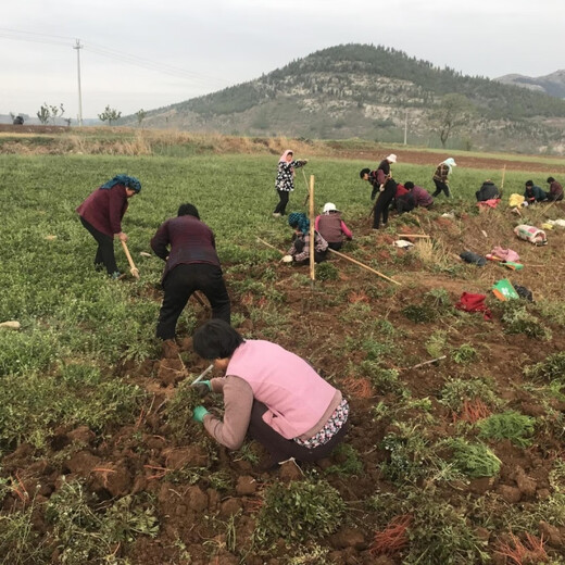 Freshly dug and sold fresh Shandong purple-flowered Salvia miltiorrhiza seedlings Salvia miltiorrhiza seedlings wholesale live seedlings 10 Salvia miltiorrhiza seedlings (small seedlings)