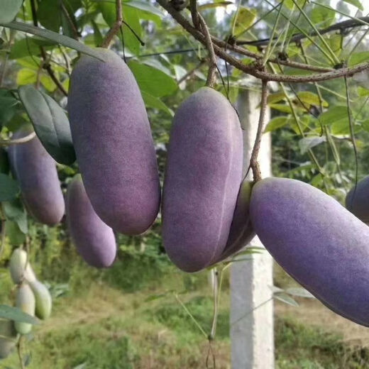 New August melon of the year, August fried in four seasons, seedless August melon seeds, August fried in the courtyard, selected fine varieties, best selling #1, about 25 pieces
