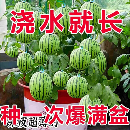 Qizhe Super Sweet Kirin Honey Pot Thin-skinned Small Watermelon Seedless Small Watermelon Seasonal Planting Balcony Courtyard Potted Fruit Seeds This Year's New Plant Potted Watermelon Seeds 1 Pack