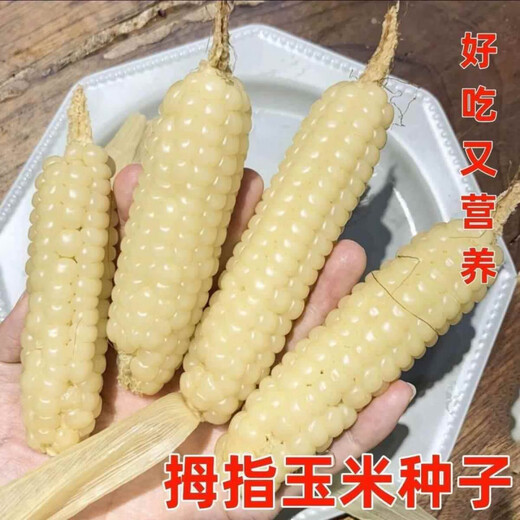 Qizhe Xishuangbanna Xiangnuo Thumb Corn Seeds Yunnan Thumb Corn Seeds Milk Finger Seeds Complete Collection New Seeds 1 Pack About 50 Grains +