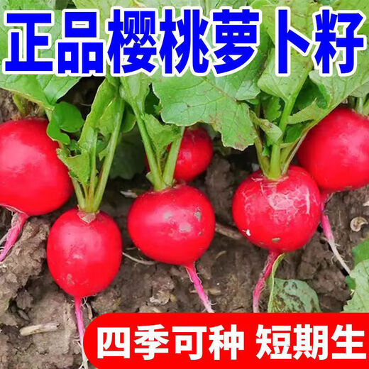 Qizhe Fruit Cherry Radish Seed Collection for Four Seasons Sowing White Radish and Carrot Seeds Balcony Potted Vegetable Seeds Fruit Cherry Radish Seeds 1 pack/300 capsules