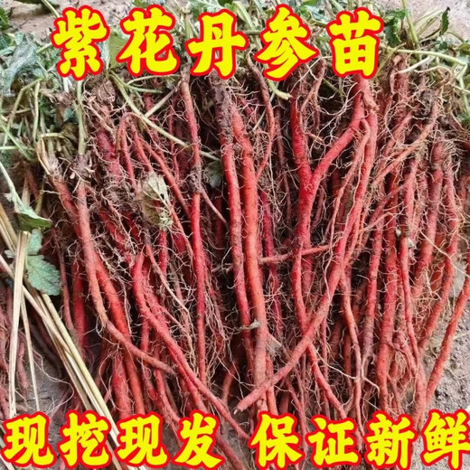 Freshly dug and sold fresh Shandong purple-flowered Salvia miltiorrhiza seedlings Salvia miltiorrhiza seedlings wholesale live seedlings 10 Salvia miltiorrhiza seedlings (small seedlings)