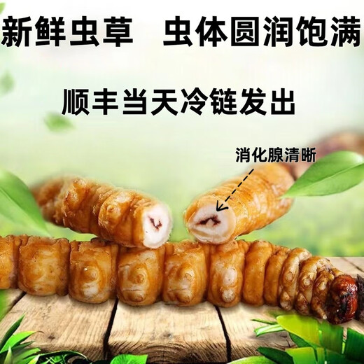 2025 frischer Cordyceps Kopfperiode Authentische frische Cordyceps -Auswahl an frischem Gras und Gras SF Express Kaltkette Produktion Direktes Haar. Jeder tibetische frische Cordyceps ist 1,6-1,8 Gramm und 10 Stücke 10 Stücke