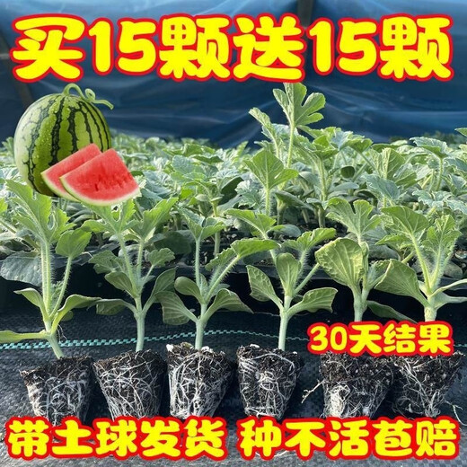 Watermelon seedlings grafted 8424 Extra Sweet Kirin Super Sweet Seedless Midu Watermelon Seedlings Potted Planting Watermelon Seedlings 2K Buy 4+2 (Real Harvest 6) + Fertilizer