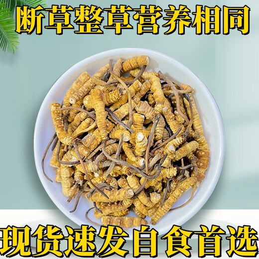 Cordyceps sinensis broken grass authentic first-rate Cordyceps in Tibetan areas home-packed self-eating first choice 10 grams get 1 gram more buy more buy more buy more buy more buy more buy 60 grams get 6 grams