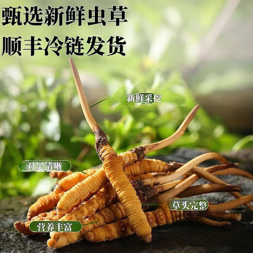 正品2025头期草新鲜冬虫夏草头茬虫草0.8克/根鲜虫草顺丰冷链发货 西藏鲜草每根0.5克50条送3条
