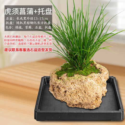 Stone flowerpot absorbent stone water stone original stone natural flowerpot with asparagus bamboo and calamus succulent plant micro landscape pot 13-17cm stone pot + tiger beard calamus package 2