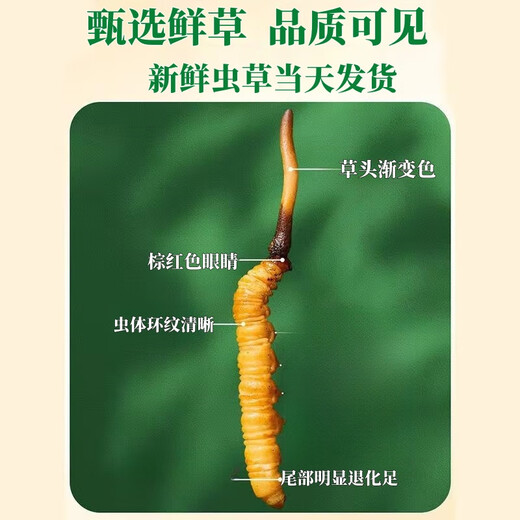 新鲜冬虫夏草真空锁鲜包装顺丰冷链产地直发精选大草新鲜头期虫草 那曲鲜冬虫夏草每条0.7克20条装