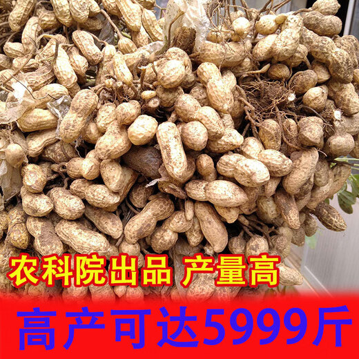 Shandong Academy of Agricultural Sciences peanut seed excellent variety Luhua No. 14 large early-maturing drought-resistant shelled original seed Agricultural Science Direct* original seed Luhua No. 14-3Jin Jin is equal to 0.5 kg