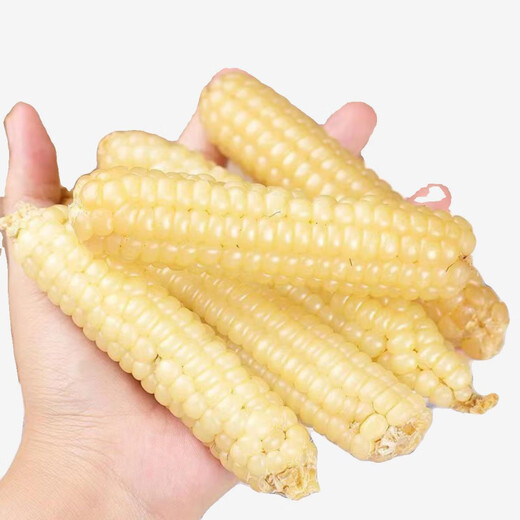 Qizhe Xishuangbanna Xiangnuo Thumb Corn Seeds Yunnan Thumb Corn Seeds Milk Finger Seeds Complete Collection New Seeds 1 Pack About 50 Grains +