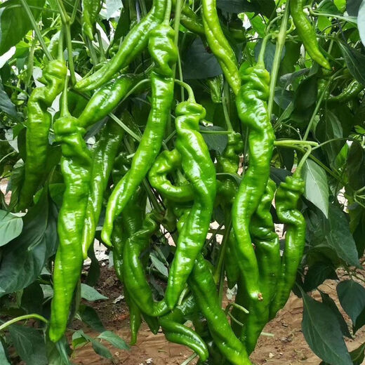 Four Seasons Planting Extra Large Spicy Pepper Thin-Skinned Spicy Chili Seeds Hangzhou Pepper Garden Potted Seasonal Vegetables Spicy Big Fruit Spicy Pepper Seeds New Species Selected 205 7WQ