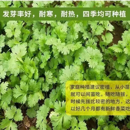Easy to germinate large-leaf coriander seeds coriander seeds heat-resistant four-season balcony indoor potted seeds vegetable seeds four-season large-leaf coriander about 1000 capsules 1 pack