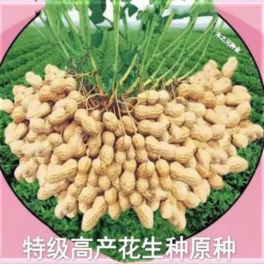 Super peanut seed original species Academy of Agricultural Sciences early-maturing shelled peanut seeds disease-resistant national Keluhua No. 8 seeds 500 grams One Jin Jin is equal to 0.5 kilograms