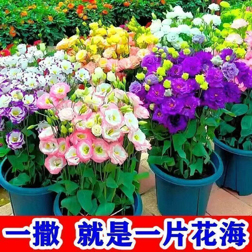 Lisianthus Flower Seeds Thornless Rose Seeds Indoor and Outdoor Flower Seeds Mixed Color Flower Seeds for Four Seasons Sowing Romantic Sea of Flowers Mixed Color Lisianthus Seeds New Seeds of the Season 3 Packs of Approximately 928 Capsules Blooming in All Seasons