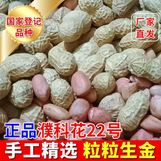 Pukehua No. 22 is a high-yielding peanut seed with a higher fruit oil content than rice. It is highly resistant to drought and floods. Directly from the manufacturer.