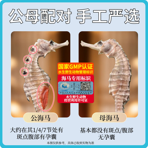 海马药材一公一母大型海马干泡酒组合六角海龙海麻雀滋补汤料礼盒 1对2克（公母2只9-11cm）