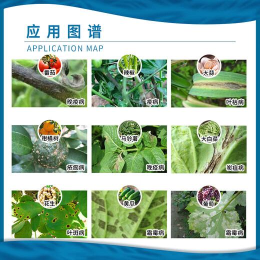 BASF Baitai Germany BASF pyraclostrobin and downy mildew late and early blight white rot pesticide fungicide 100g