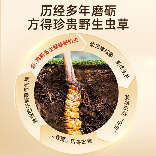 紫蓝花海【西藏那曲】正宗野生冬虫夏草新干虫草高端滋补礼盒送父母长辈 【西藏那曲甄选】野生·5条/g 10克装