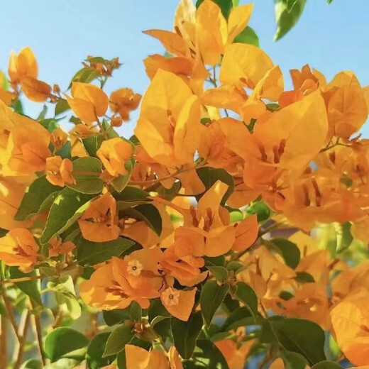 1,158 people have praised the bougainvillea seeds that bloom frequently in all seasons and are authentic Brazilian rare varieties of climbing vines with three double petals. Angus bougainvillea seeds 20 capsules