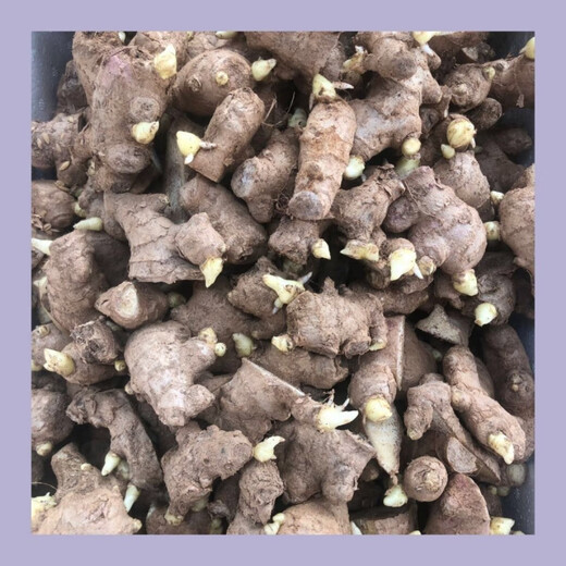 Shandong germinated ginger seeds, ginger seeds, old ginger seeds, ginger seedlings, ginger seedlings 3 Jin Jin equals 0.5 kg 5 Jin Jin equals 0.5 kg 5000g
