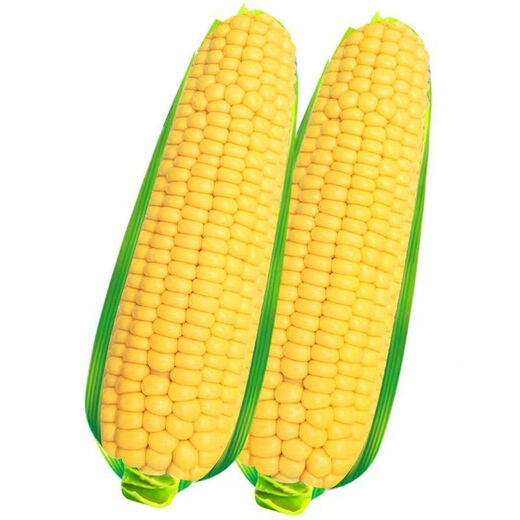 Sweet and crispy fruit corn big sticks, early maturing, fragrant and super sweet corn, eaten raw in the field for all seasons, high quality fruit corn seeds, newly planted in season - 2 packs, about 102 seeds