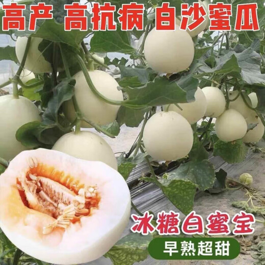 Qizhe Super Sweet White Sugar Melon Seed Super Sweet Early Melon Ripe Seed White Honey Melon Can High Yield Sweet Sugar Melon Seed Fruit All Seasons White Sugar Honey Melon Seed Trial Pack 5