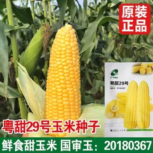 Sweet and crispy fruit corn big sticks, early maturing, fragrant and super sweet corn, eaten raw in the field for all seasons, high quality fruit corn seeds, newly planted in season - 2 packs, about 102 seeds