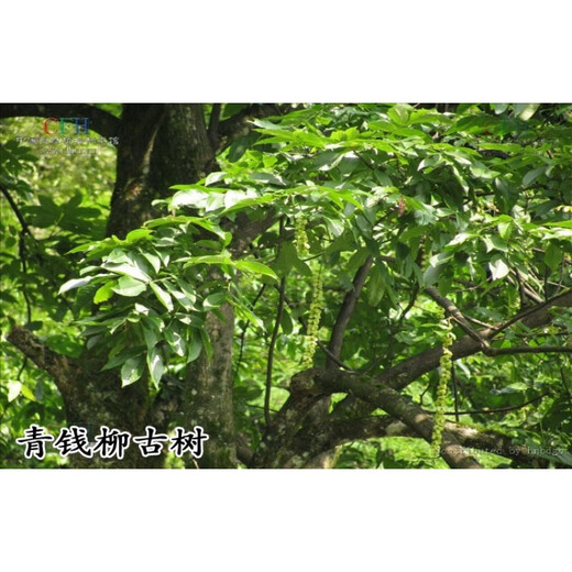 Happy Po Zhangjiajie Qingqian Liu Tea Qingqian Liu Origine: 100 grammes de saule d'or