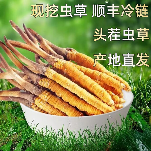 Fresh Cordyceps sinensis first stubble fresh grass genuine large size 2025 head fresh grass SF Express cold chain origin directly shipped Tibet fresh Cordyceps 0.6-0.7 grams each pack of 100 pieces