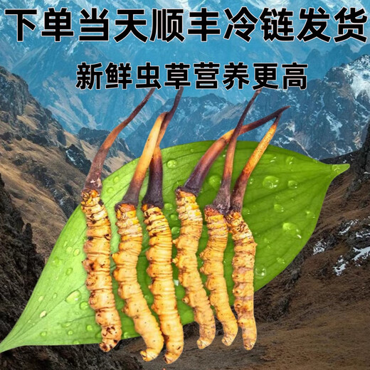 2025 frischer Cordyceps Kopfperiode Authentische frische Cordyceps -Auswahl an frischem Gras und Gras SF Express Kaltkette Produktion Direktes Haar. Jeder tibetische frische Cordyceps ist 1,6-1,8 Gramm und 10 Stücke 10 Stücke
