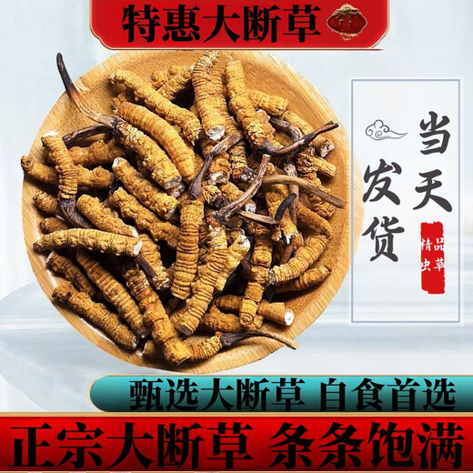 Cordyceps sinensis broken grass authentic first-rate Cordyceps in Tibetan areas home-packed self-eating first choice 10 grams get 1 gram more buy more buy more buy more buy more buy more buy 60 grams get 6 grams