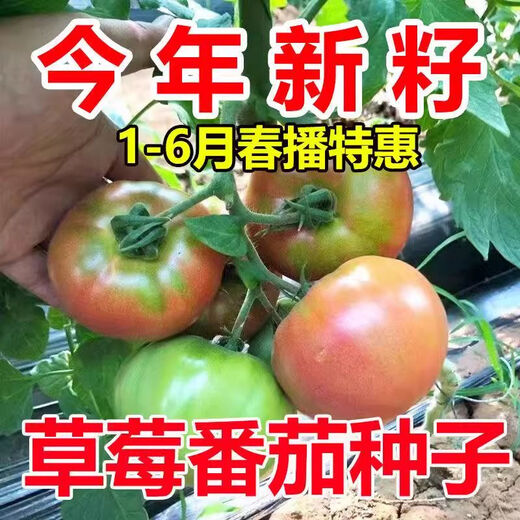 Qizhe's authentic fruit, strawberry tomato seeds, super sweet iron-barrel tomato seeds, balcony field spring and autumn planting, iron-barrel strawberry tomato seeds, 2 packs/200 grains, scattered