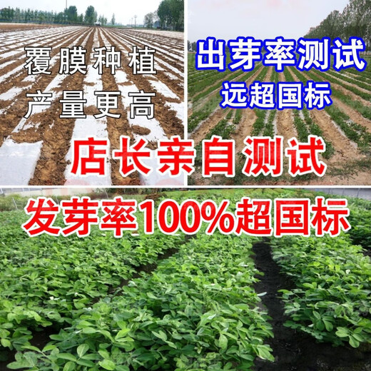 Haihua No. 1 Peanut Seed Academy of Agricultural Sciences New Variety Shelled Thin Shell Large Peanut Seeds Thin Shell Peanut Seeds Original Academy of Agricultural Sciences 5Jin Jin equals 0.5kg (unpacked in bulk)