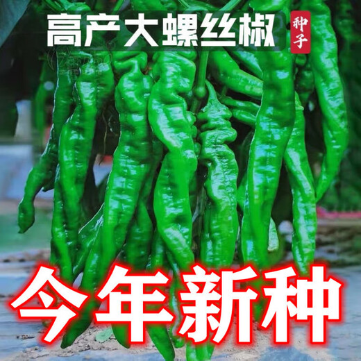Four Seasons Planting Extra Large Spicy Pepper Thin-Skinned Spicy Chili Seeds Hangzhou Pepper Garden Potted Seasonal Vegetables Spicy Big Fruit Spicy Pepper Seeds New Species Selected 205 7WQ