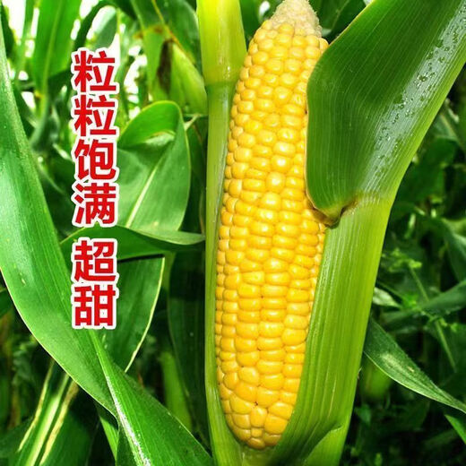 Sweet and crispy fruit corn big sticks, early maturing, fragrant and super sweet corn, eaten raw in the field for all seasons, high quality fruit corn seeds, newly planted in season - 2 packs, about 102 seeds