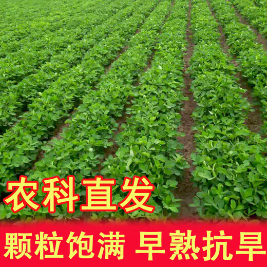 Shandong Academy of Agricultural Sciences peanut seed excellent variety Luhua No. 14 large early-maturing drought-resistant shelled original seed Agricultural Science Direct* original seed Luhua No. 14-3Jin Jin is equal to 0.5 kg