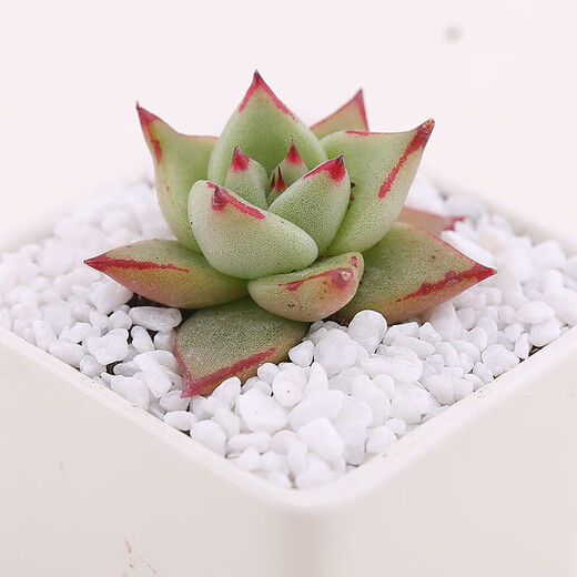 Runhuanian succulent paving stones, small colored stones, flower pots, green plants, white stones, colorful stone potted plants, flower growing stones, decoration, 2 Jin Jin is equal to 0.5 kg, Da Bai + 1 Jin Jin is equal to 0.5 kg, Da Cai (suitable for large pots)