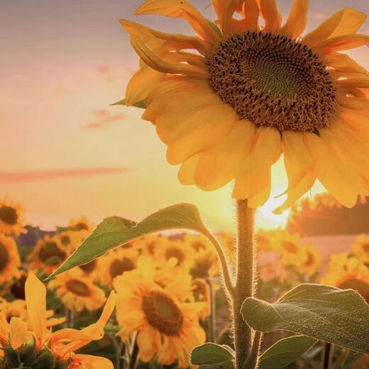 Edible Seneca sunflower seeds are easy to grow high-yielding melon seeds. Edible Sunflower seeds are grown in the field. Edible Seneca sunflower seeds are about 250 capsules and 5 packs.