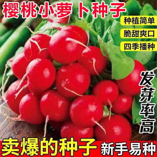 Qizhe Fruit Cherry Radish Seed Collection for Four Seasons Sowing White Radish and Carrot Seeds Balcony Potted Vegetable Seeds Fruit Cherry Radish Seeds 1 pack/300 capsules