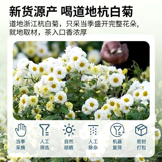 Juhetai [Nuevos productos en el mercado] Medicamentos herbales chinos seleccionados para el té chino de crisantemo blanco para eliminar el calor y eliminar el calor de las madreselva y la goraz