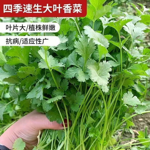 Easy to germinate large-leaf coriander seeds coriander seeds heat-resistant four-season balcony indoor potted seeds vegetable seeds four-season large-leaf coriander about 1000 capsules 1 pack