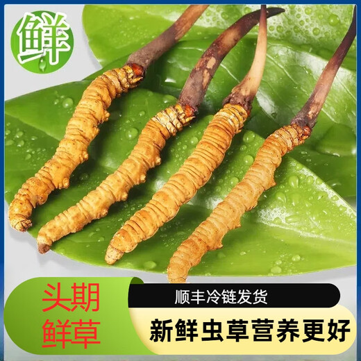 2025年头期鲜草新鲜冬虫夏草正品鲜虫草天然鲜虫草营养滋补送礼 西藏鲜草0.5-0.6克/条 20条送1条 冬虫夏草  顺丰发货