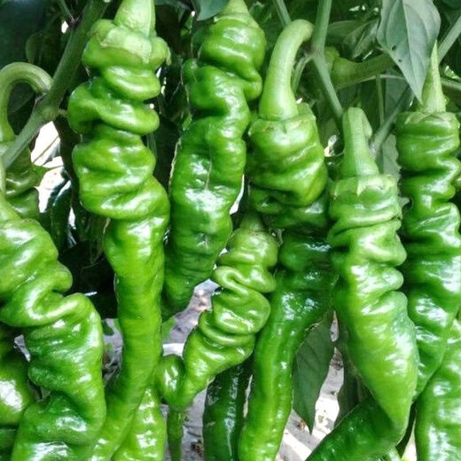 Four Seasons Planting Extra Large Spicy Pepper Thin-Skinned Spicy Chili Seeds Hangzhou Pepper Garden Potted Seasonal Vegetables Spicy Big Fruit Spicy Pepper Seeds New Species Selected 205 7WQ