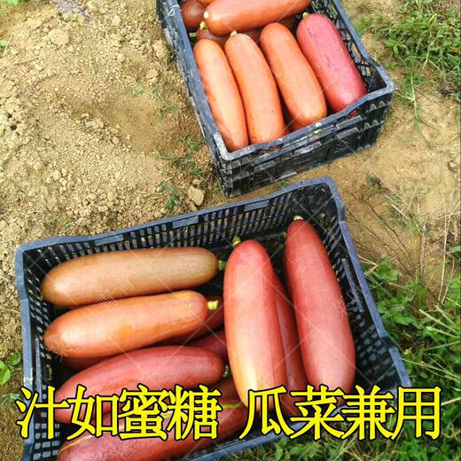 Red honey melon, South American fragrant ham and melon seeds, fruits and vegetables, seed juice like honey, ham and melon, 10 pieces in bulk