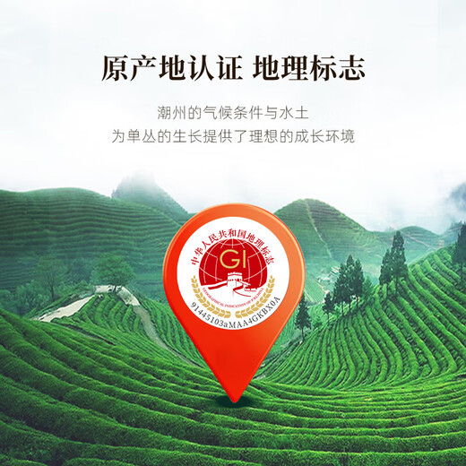 Youmingjun Phoenix Single Tin Duck Shit Shit Fragrance Oolong Thé 500g Medium Fire Strong Flavour cadeau Boîte de cadeau Single Coton Thé Boire Cold Brew Tea