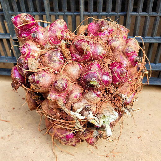 Yunnan Tianshan yacon seedlings are now dug, yellow-heart high-yielding seeds are sprouted, and red-heart yacon bulb seeds are 5 Jin Jin equal to 0.5 kg. Selected seedlings can be planted directly.