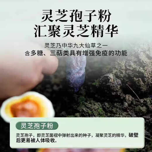 
Tongrentang (TRT) Ganoderma lucidum spore powder capsule spore powder extraction nutritional health products gift 0.4g*40 capsules/can*2 cans