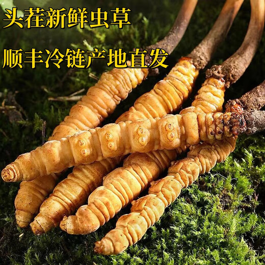 Fresh Cordyceps sinensis first stubble fresh grass genuine large size 2025 head fresh grass SF Express cold chain origin directly shipped Tibet fresh Cordyceps 0.6-0.7 grams each pack of 100 pieces