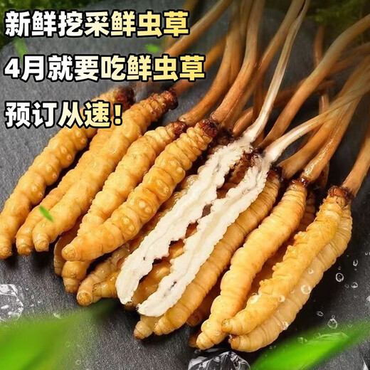 鹿章堂2025新鲜冬虫夏草头茬虫草顺丰冷链产地直发精选新鲜大草 西藏鲜虫草每条0.8克30条装